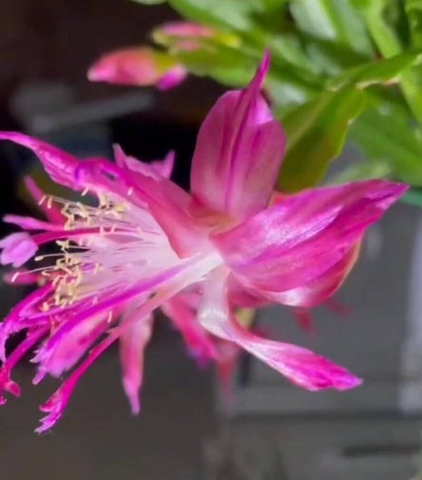 Schlumbergera cv Chiba Spot Violet – Weihnachtskaktus