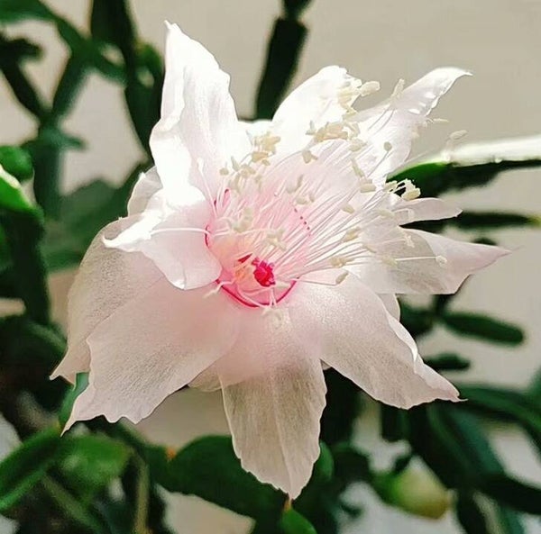 Schlumbergera cv White Rose – Weihnachtskaktus Blattkaktus