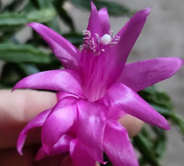 Schlumbergera x Exotica – Weihnachtskaktus Blattkaktus