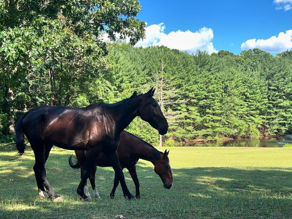 Connect | Second Chance Ranch