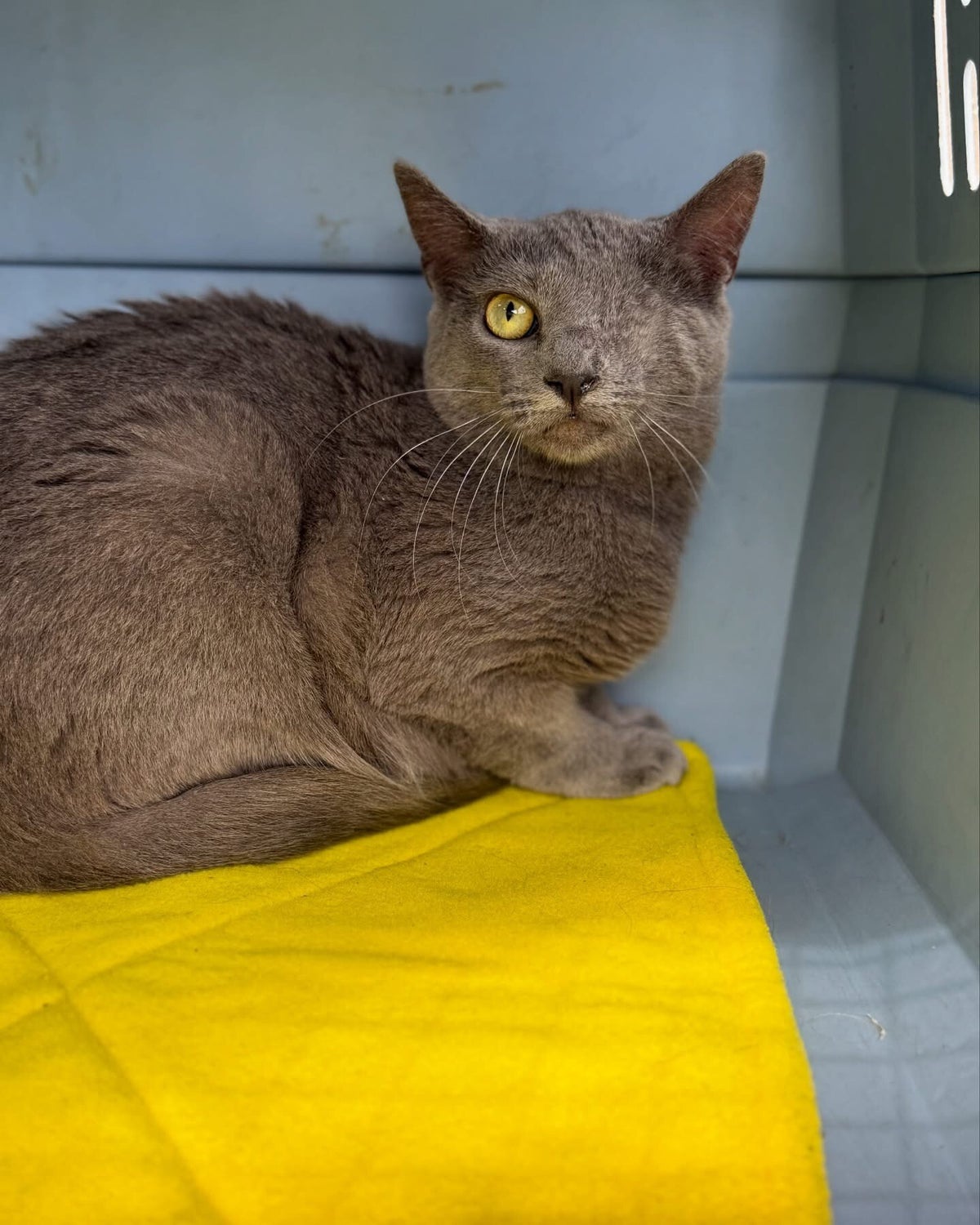 Winky / Our Rescues | Second Chance Ranch