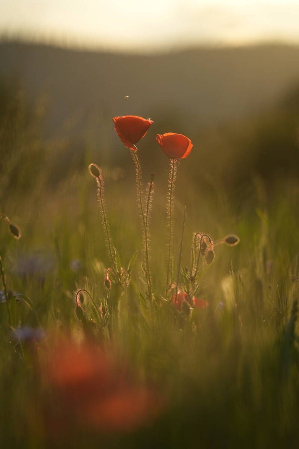 SUMMER dream