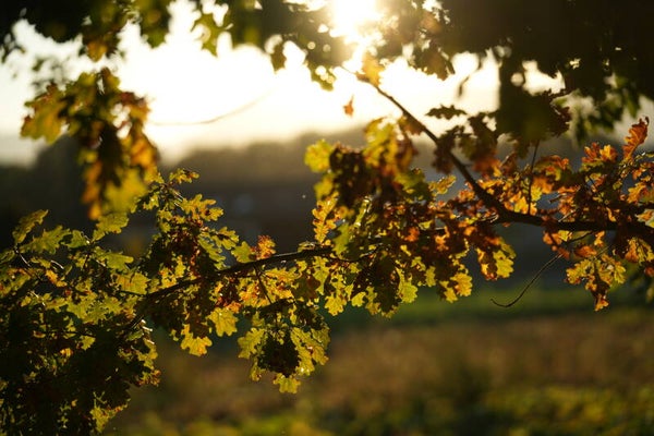 AMBER leaves