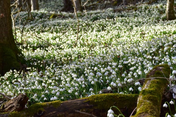 SPRING sign