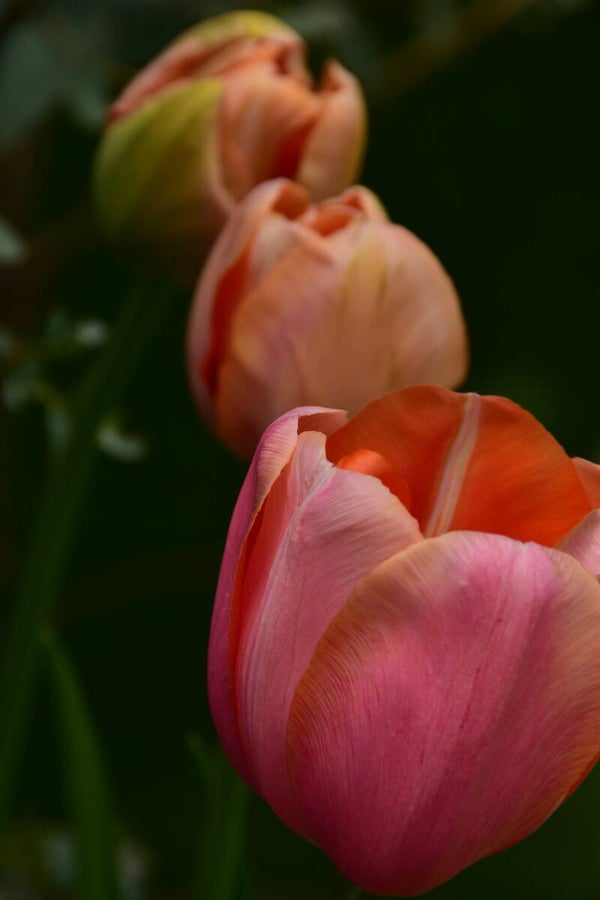 TULIP love