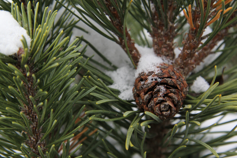 PINE cones