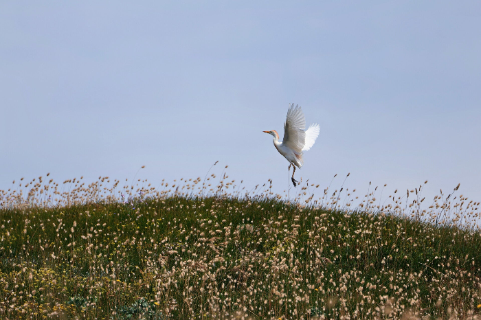 WHITE wings