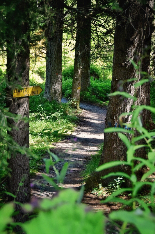 FOREST path