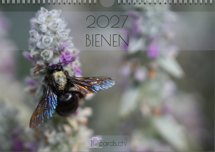 BIENEN Kalender 2027 quer