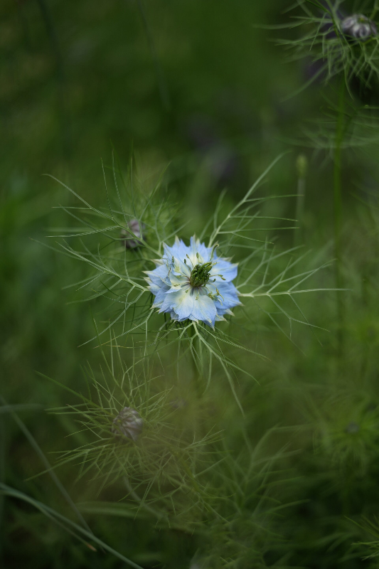 LOVE in a mist