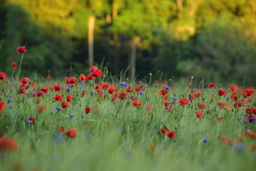 POPPY field