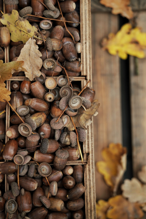 HAZEL nut