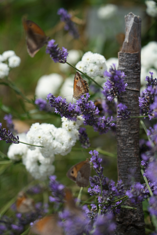 VIOLET wings