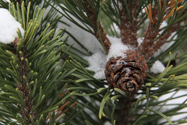 PINE cones
