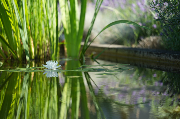 LILY bloom