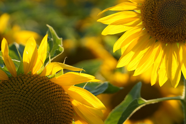 SUN flower