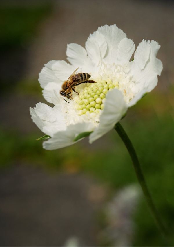 BUSY bee