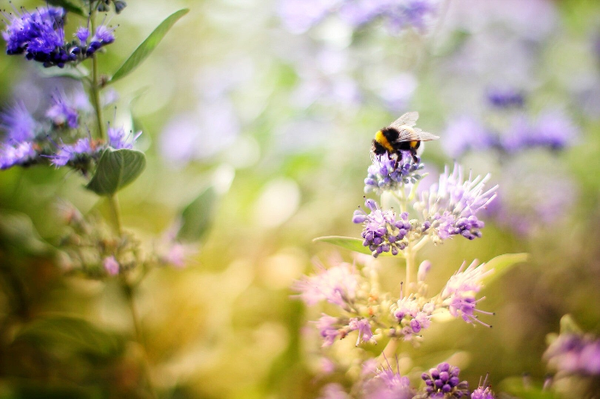BUMBLE bee