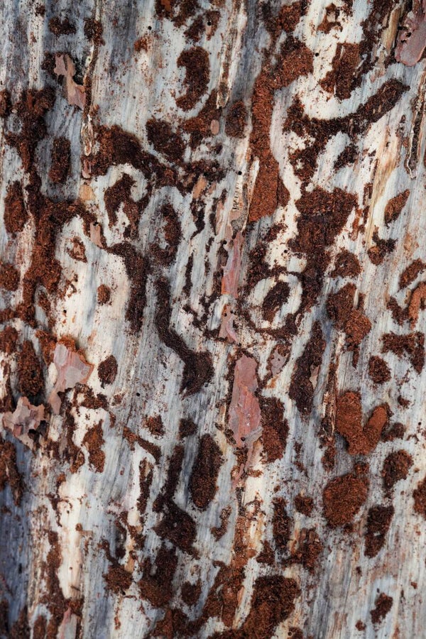 LEO print