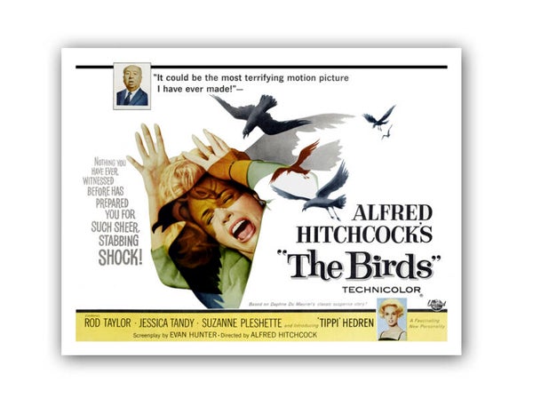 Los pajaros nºF1675