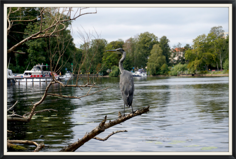 Graureiher an der Mündung von der Spree in die Havel in Berlin Spandau