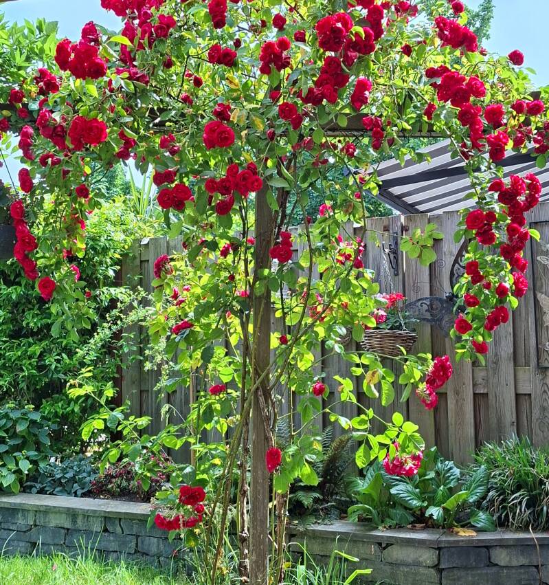 Rozen weelde in onze tuin