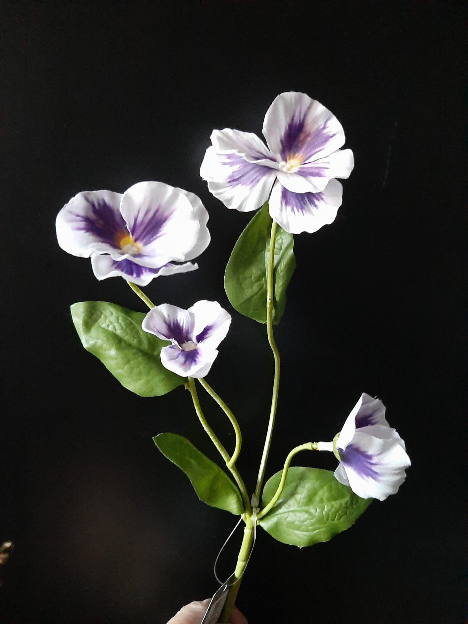 viooltje wit blauw