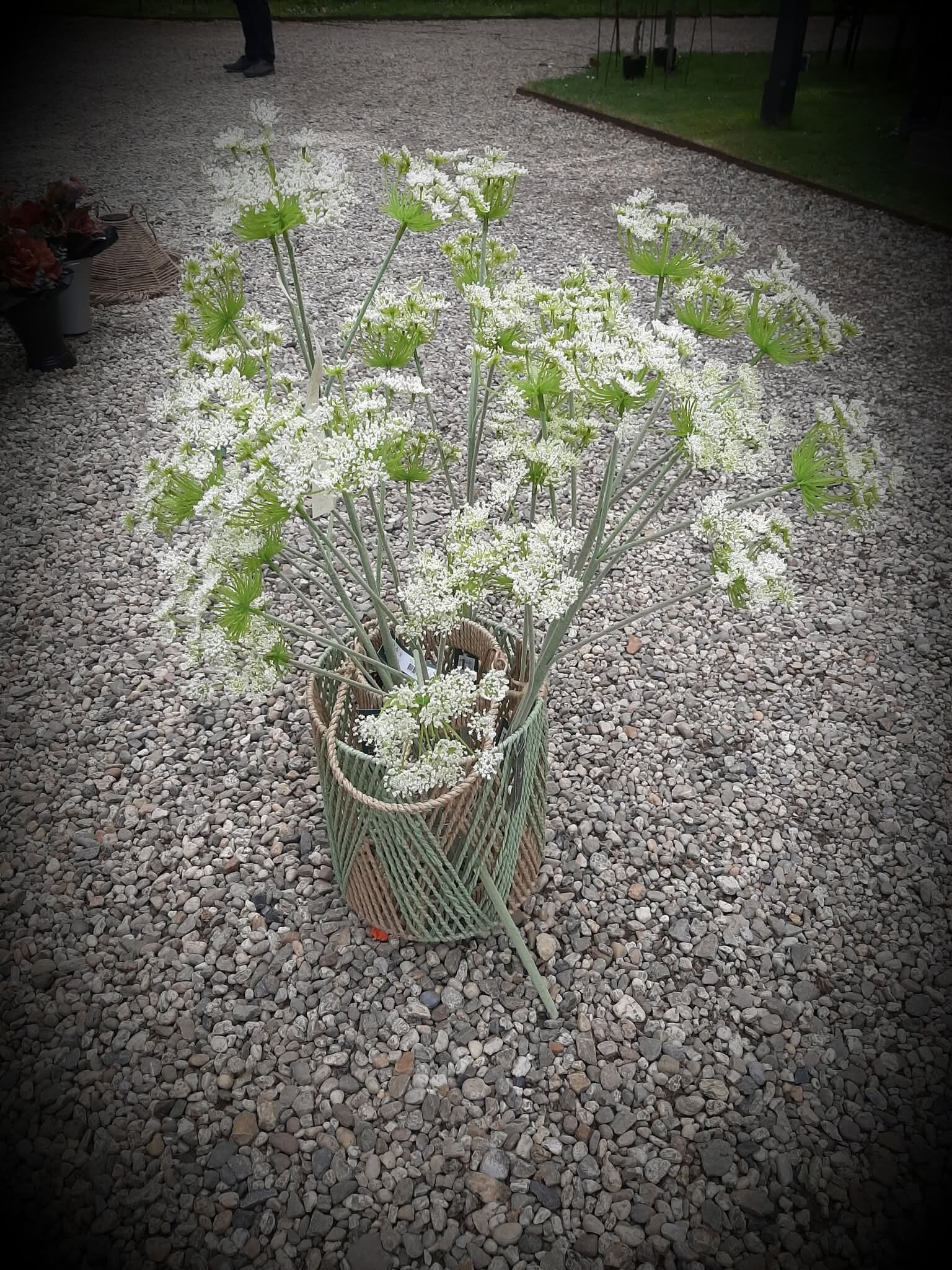 Fluitekruid