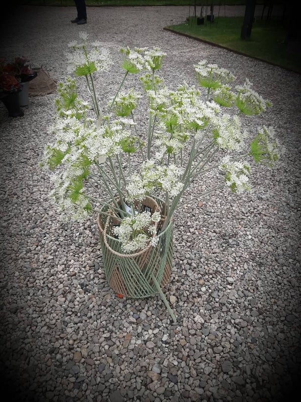 Fluitekruid