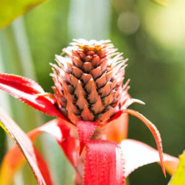 Nancy Essentiele Olie 100 ml