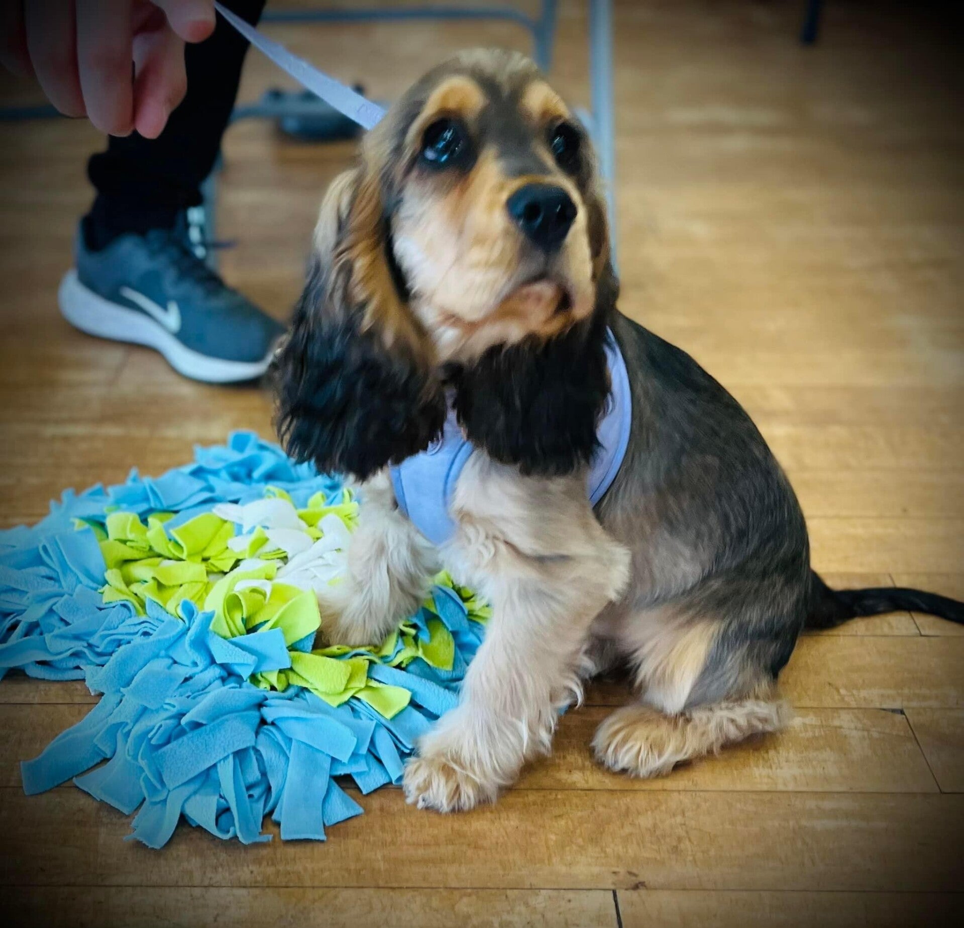 puppy training Leyland Preston Lancashire Wigan Prestonleyland chorley