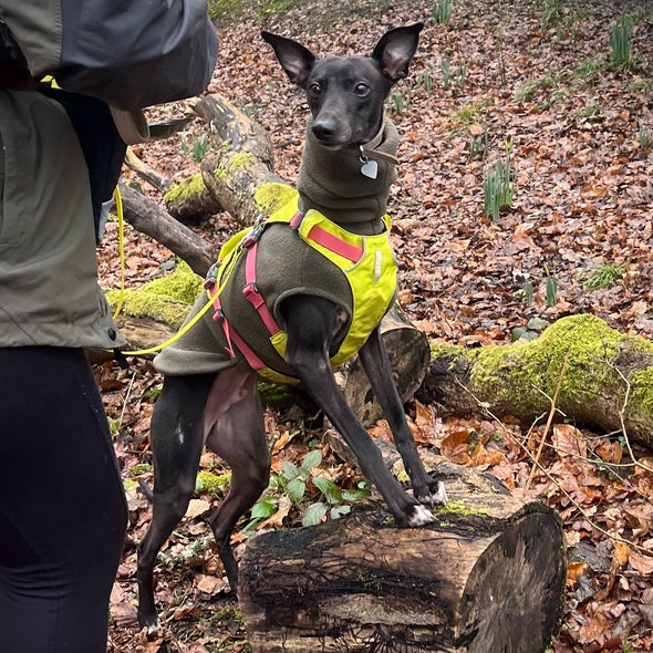 Activities for Dogs With High Prey Drive: Engage & Thrill