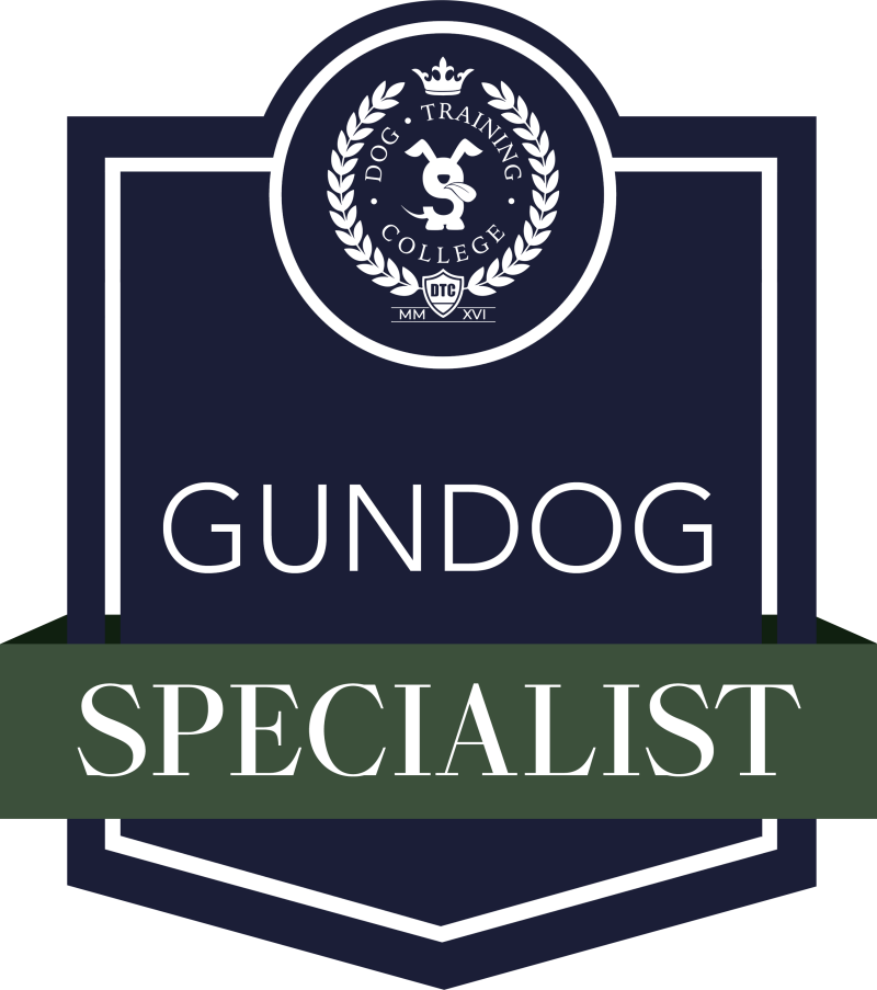 Gun dog Leyland wigan chorley