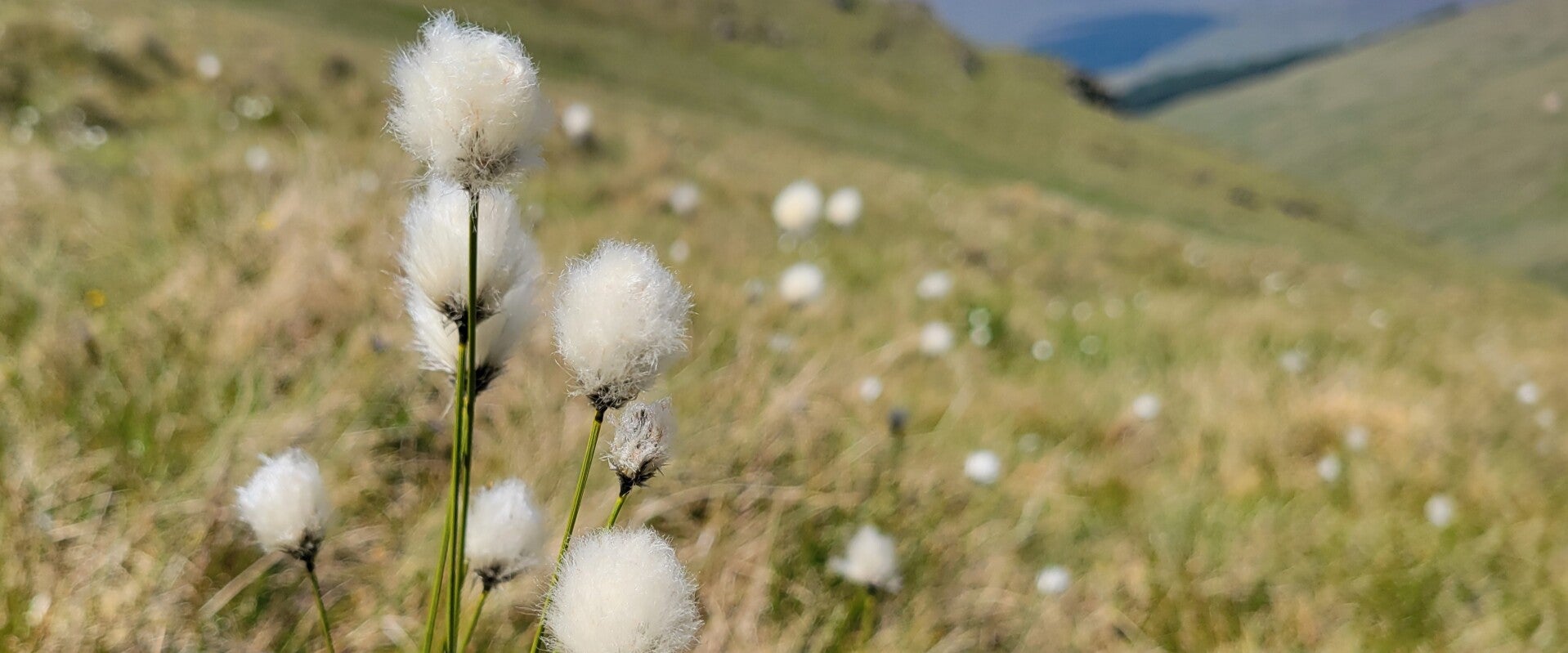 Bog cotton near Crianlarich