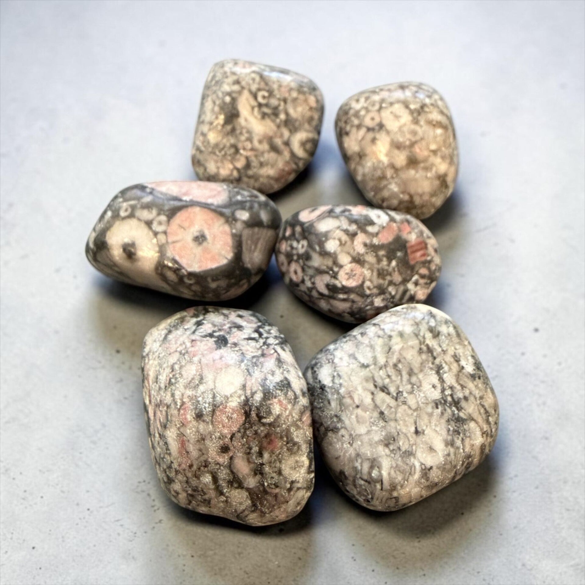 Agate Turritelle - Fossile