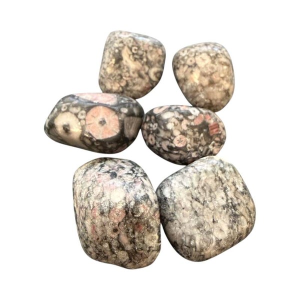 Agate Turritelle - Fossile
