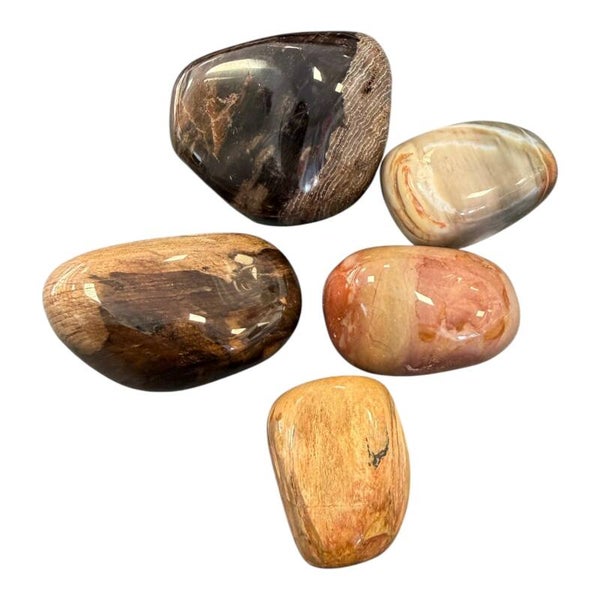 Bois fossile