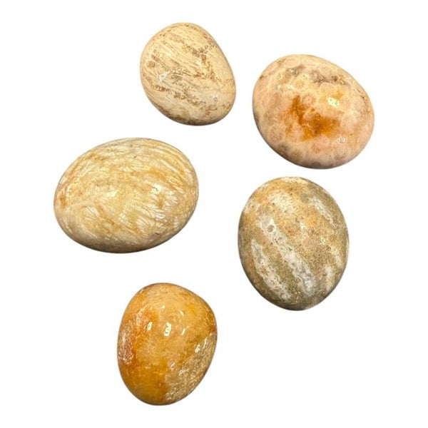 Corail fossile