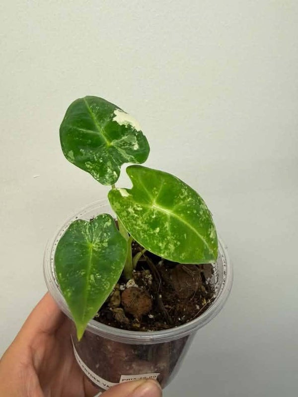 Alocasia Frydek variegated