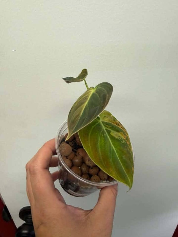 Philodendron Melanochrysum variegated