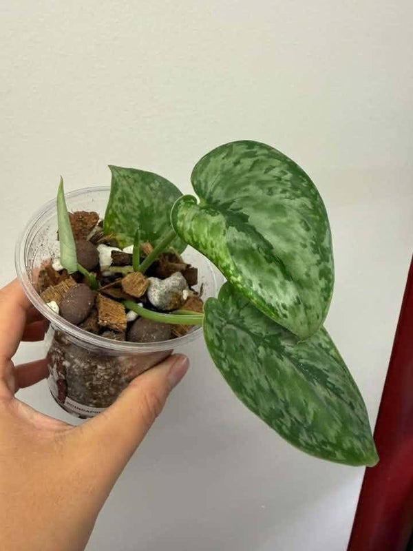 Scindapsus Dark tricolor