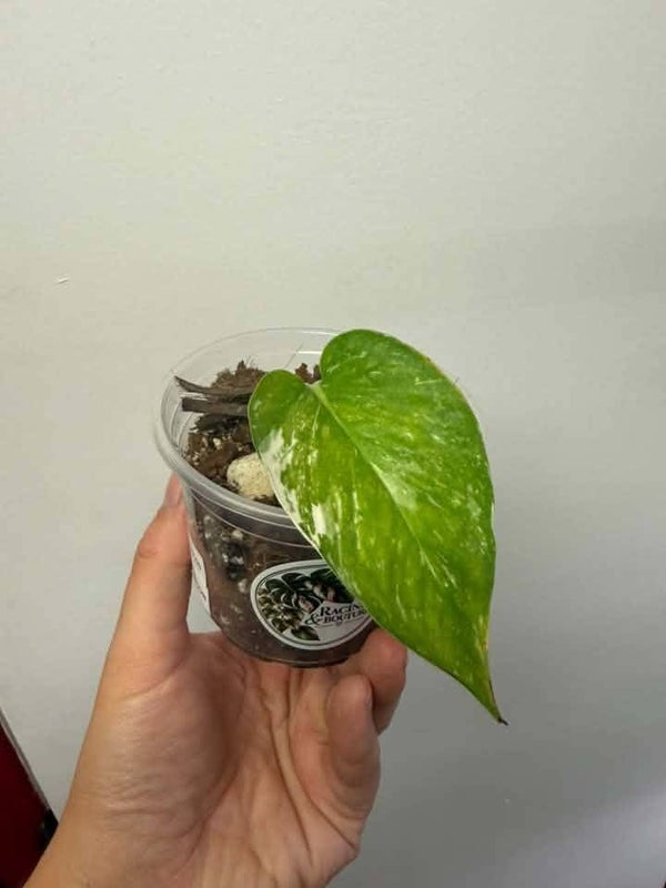 Epipremnum Aureum Colorado Constellation