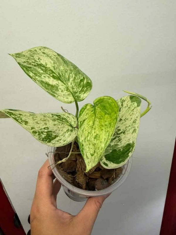 Scindapsus Jade Satin marble