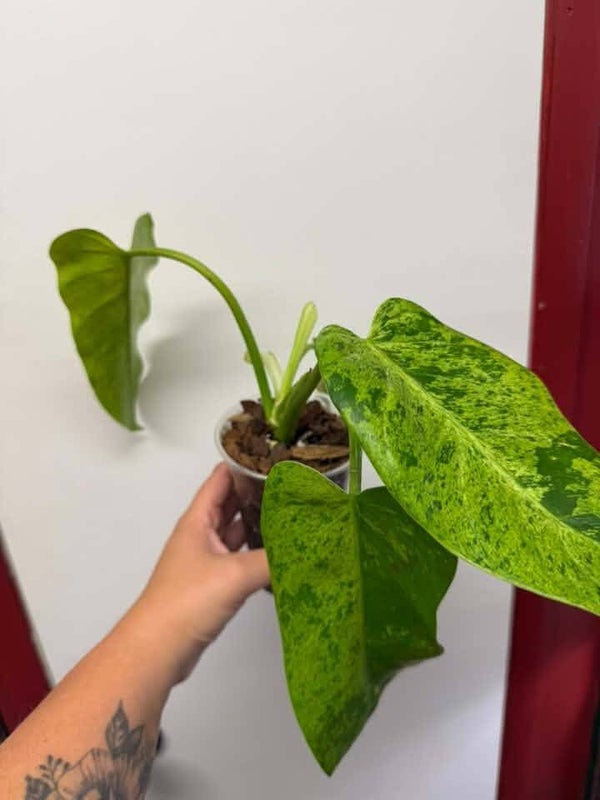 Philodendron Whipple Way Mint