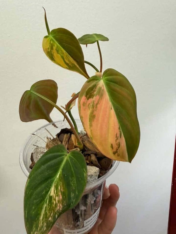 Philodendron Micans Aurea