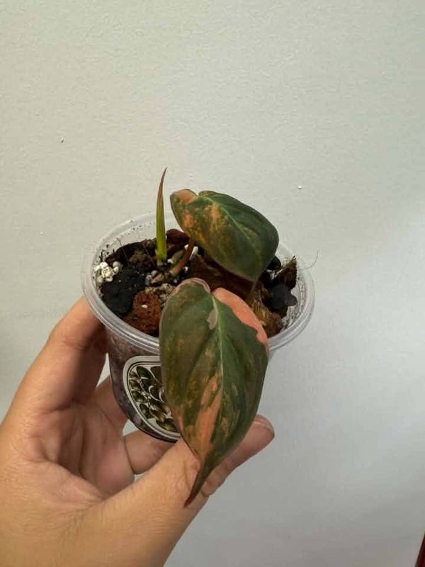 Philodendron Micans variegated A-011
