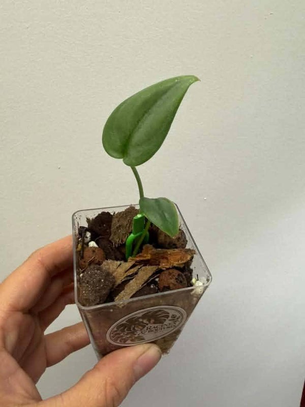 Syngonium Silver Platinum