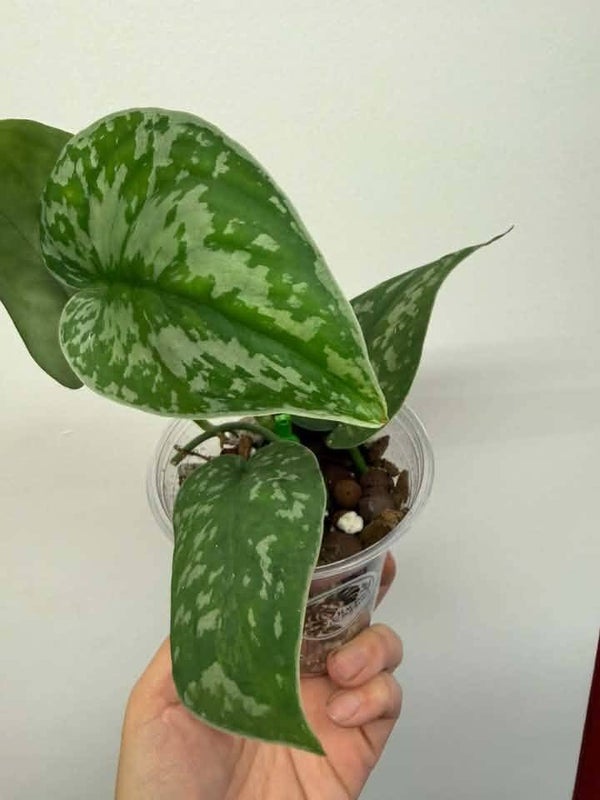 Scindapsus Silver queen