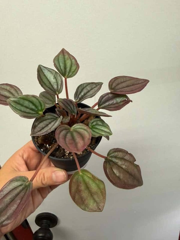 Peperomia Caperata Cayenne
