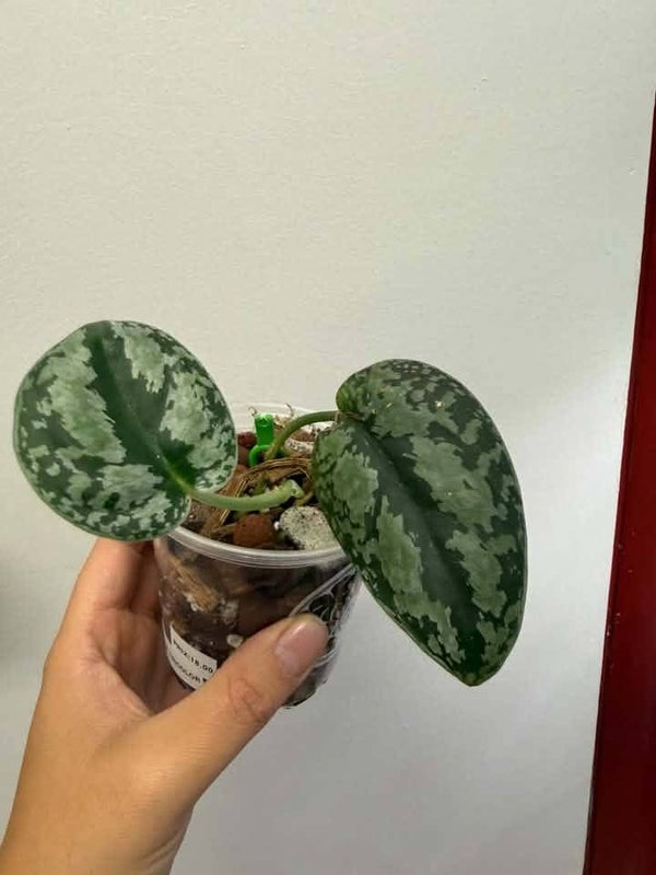 Scindapsus silver platinum tricolor